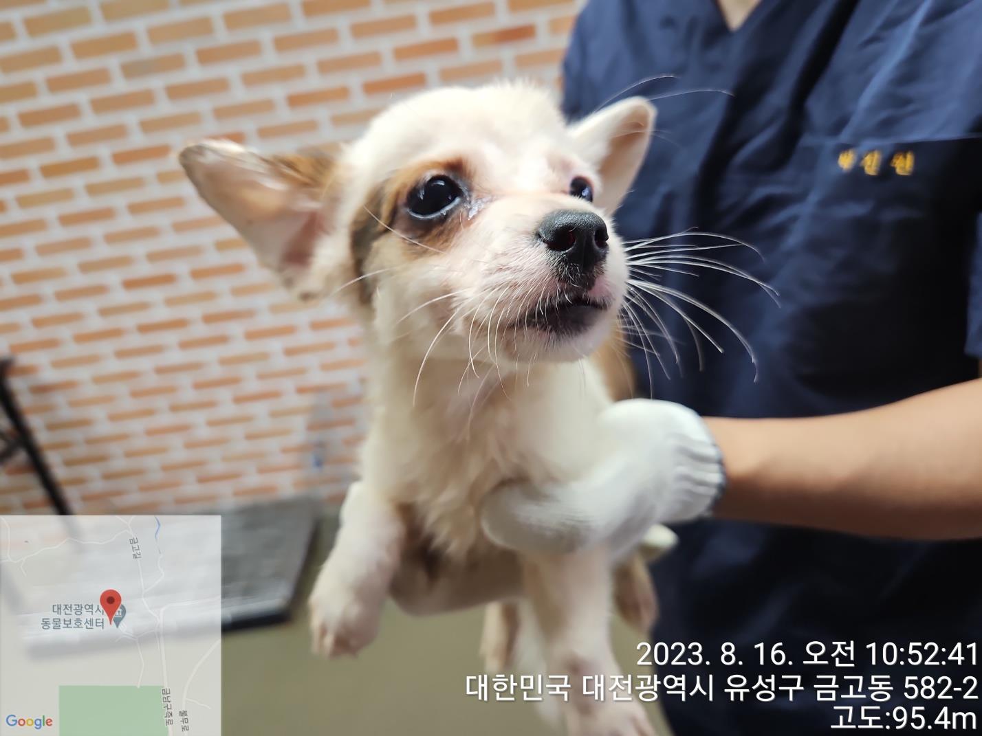 대전동물보호센터_430368202300398
